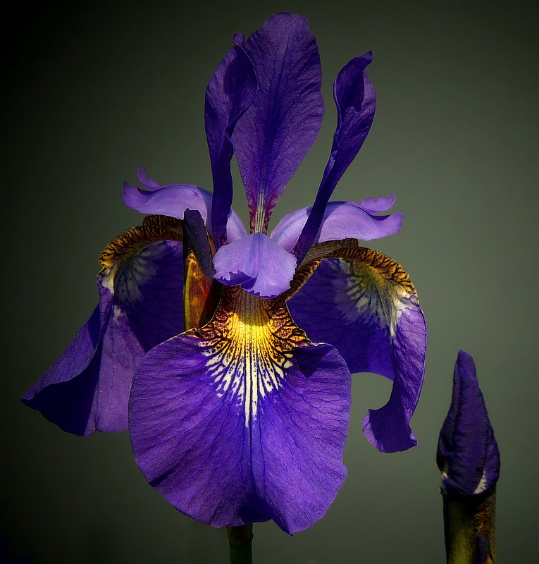 Siberian Iris