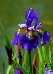 Siberian Iris