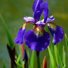 Siberian Iris