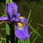 Siberian Iris