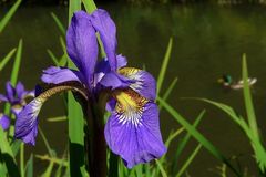 Siberian Iris