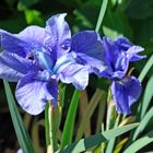 Siberian Iris up close