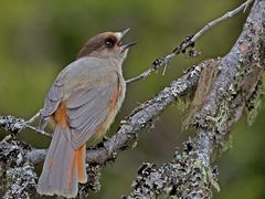 Siberian jay 1