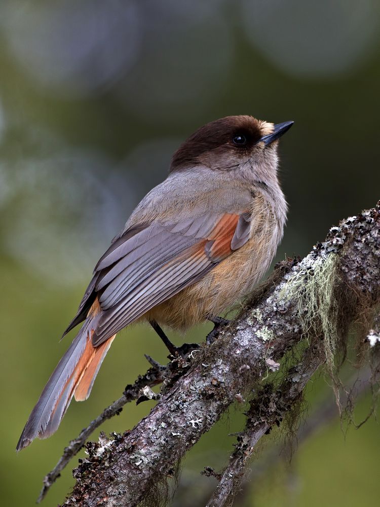 Siberian jay 2