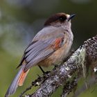 Siberian jay 2