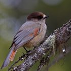 Siberian jay 3