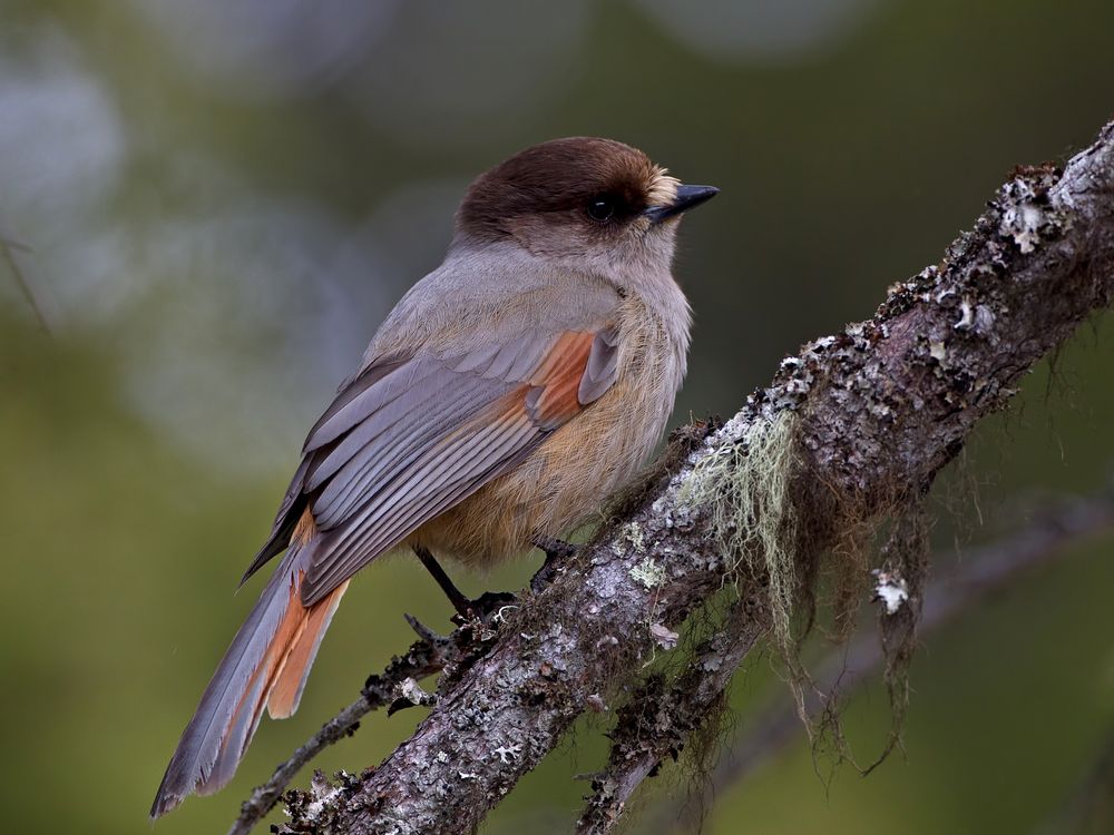 Siberian jay 3