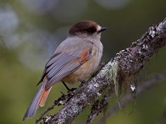 Siberian jay 3