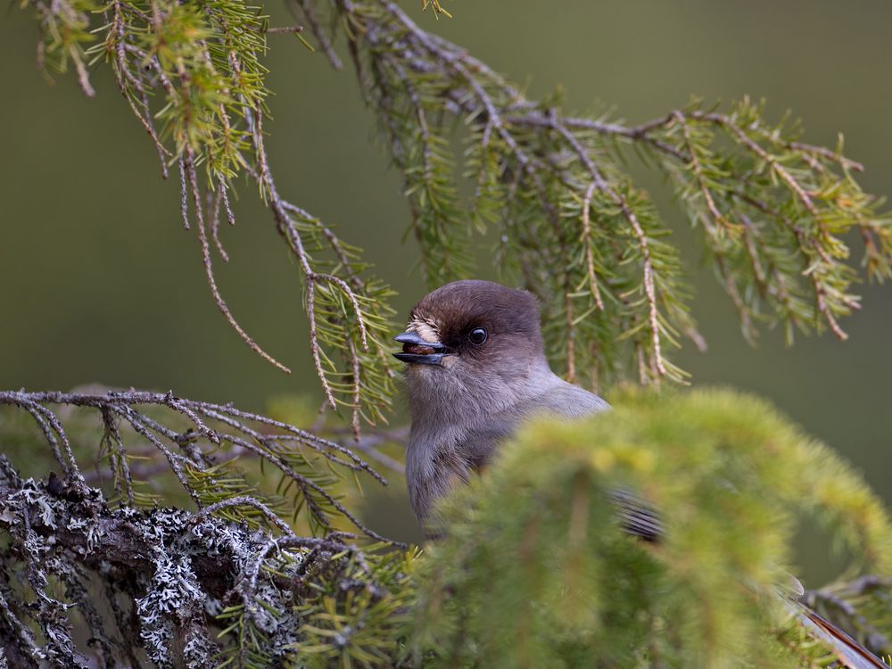 Siberian jay (Unglückshäher)