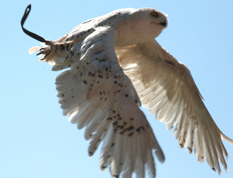 siberian owl