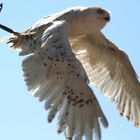 siberian owl