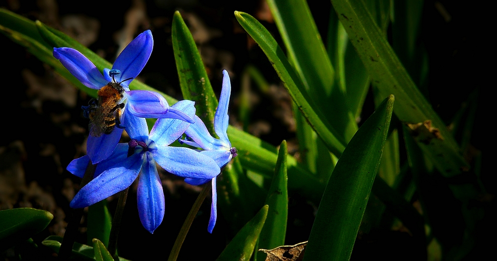 Siberian Squill