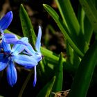 Siberian Squill