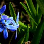 Siberian Squill