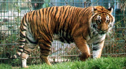 Siberian Tiger