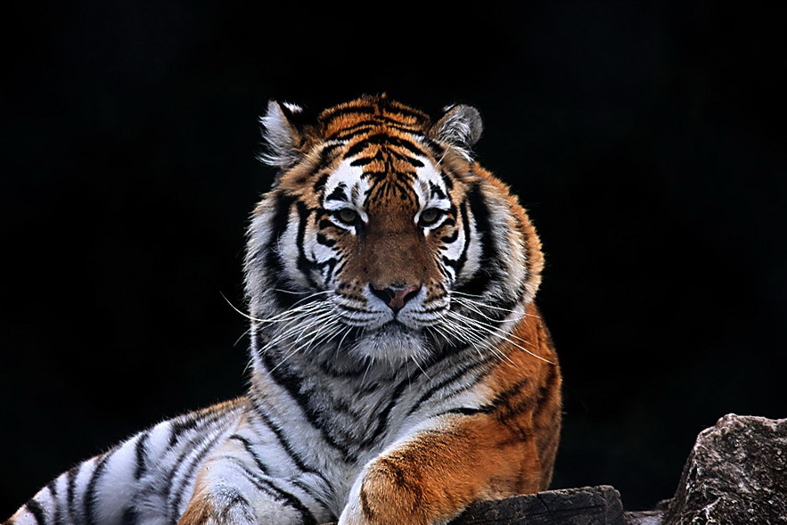 Siberian Tiger