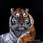 Siberian Tiger