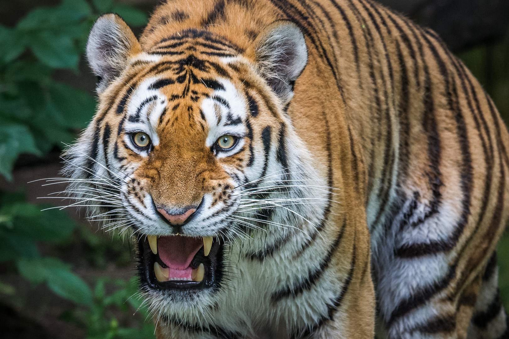 siberian tiger