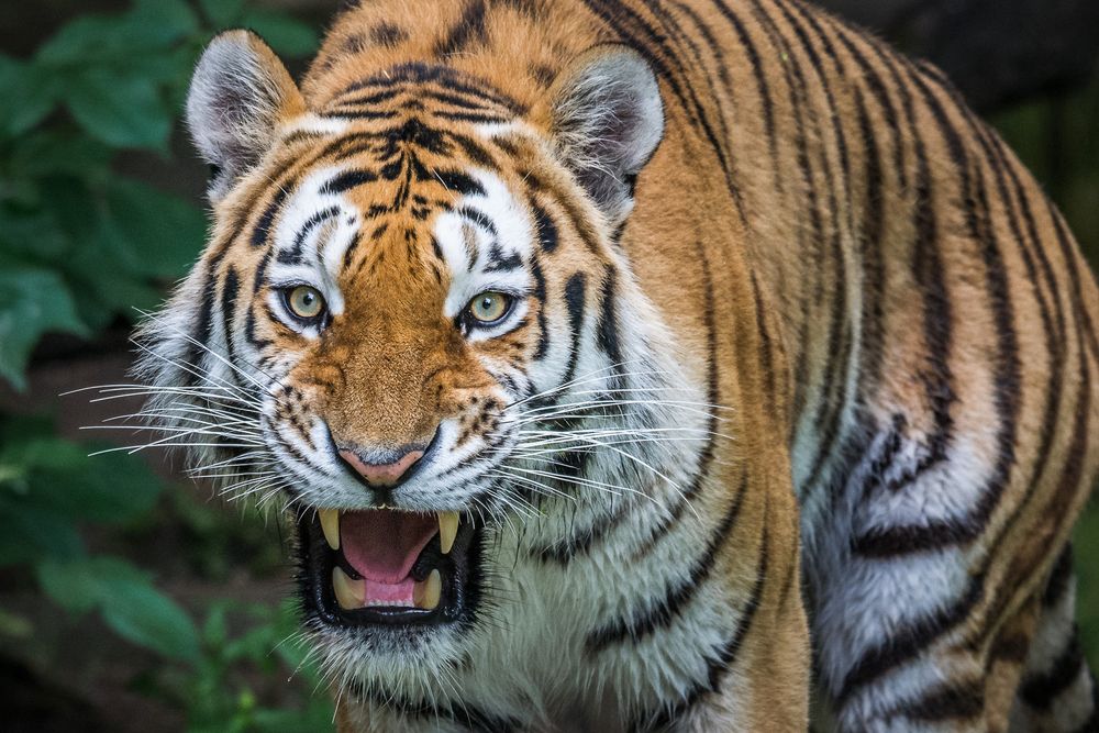 siberian tiger Foto & Bild | tiere, zoo, wildpark & falknerei