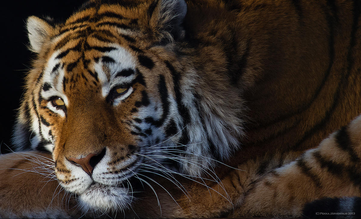 Siberian Tiger