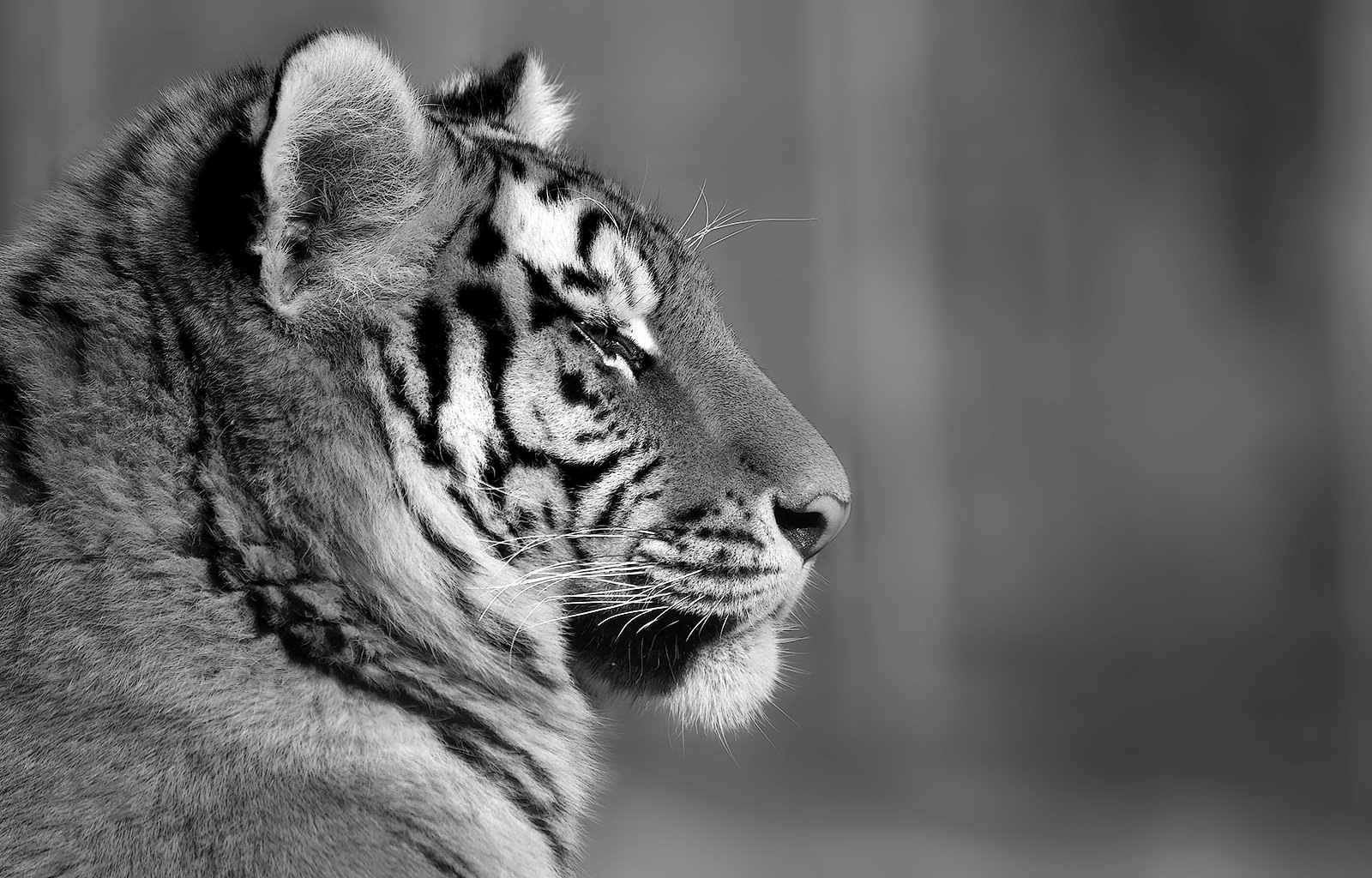 Siberian tiger - BW