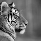 Siberian tiger - BW