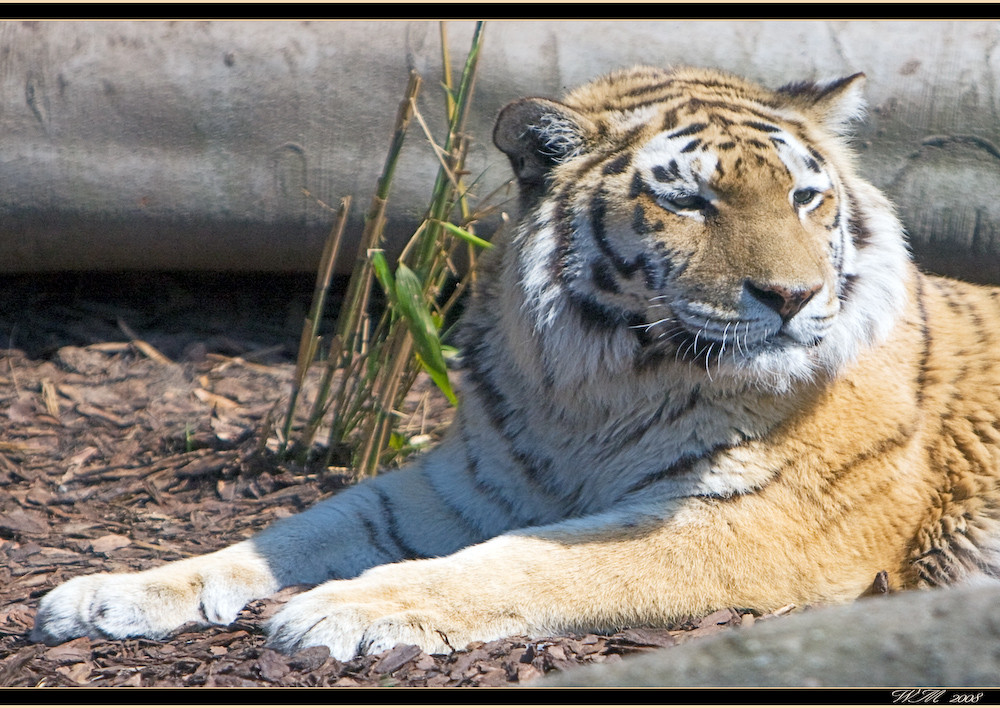 Siberian Tiger