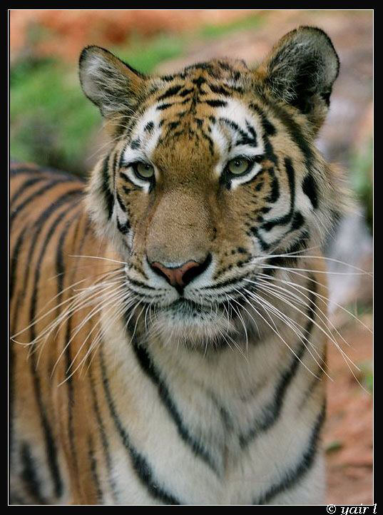 Siberian Tiger portrait