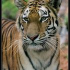 Siberian Tiger portrait