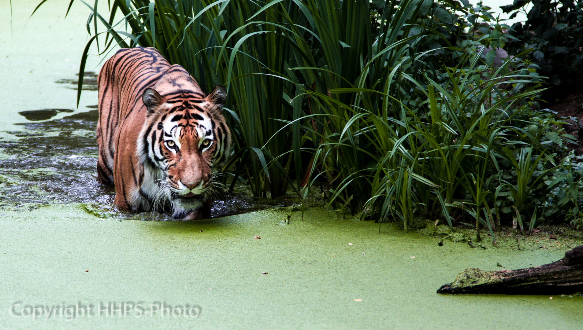 Siberian Tiger takes a bath