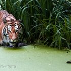 Siberian Tiger takes a bath