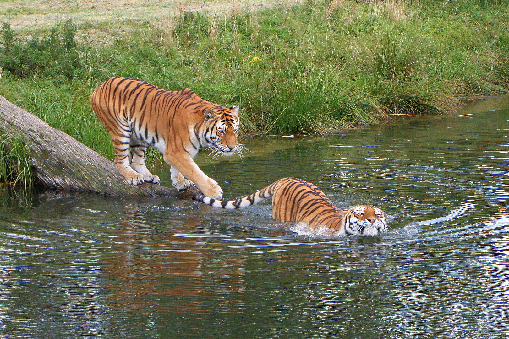 Siberian Tigers