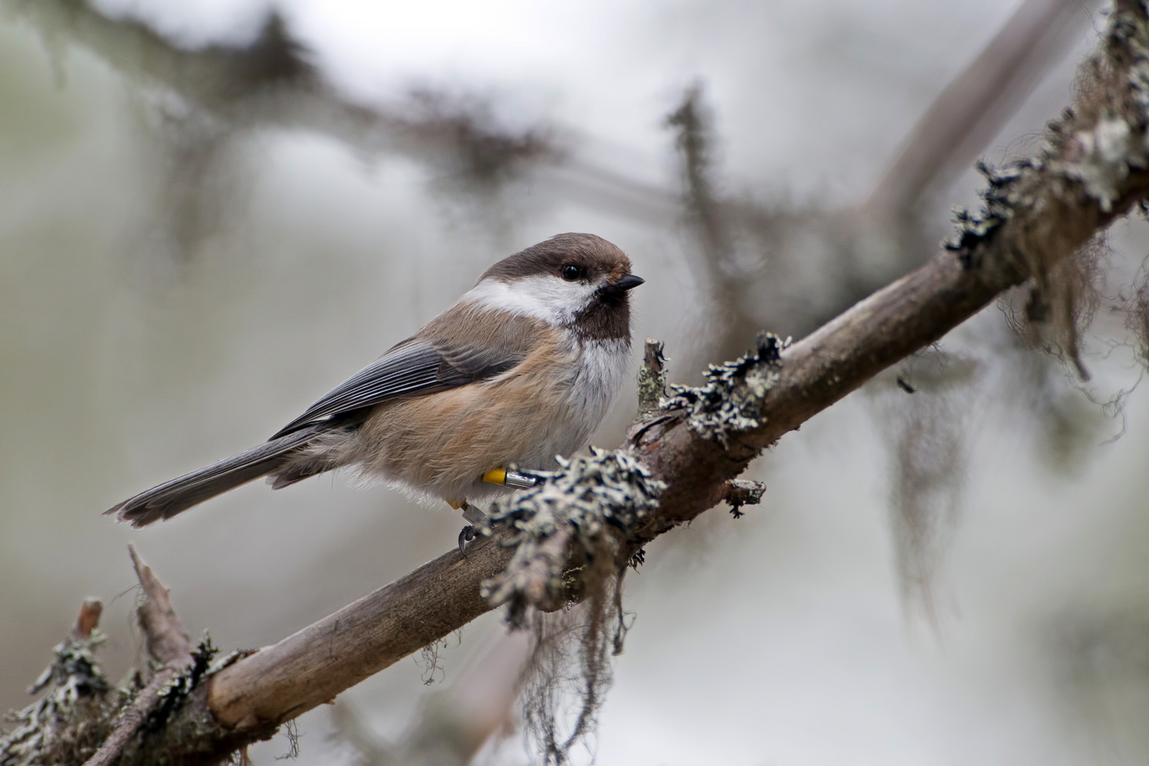 Siberian tit (Lapplandmeise)