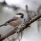 Siberian tit (Lapplandmeise)