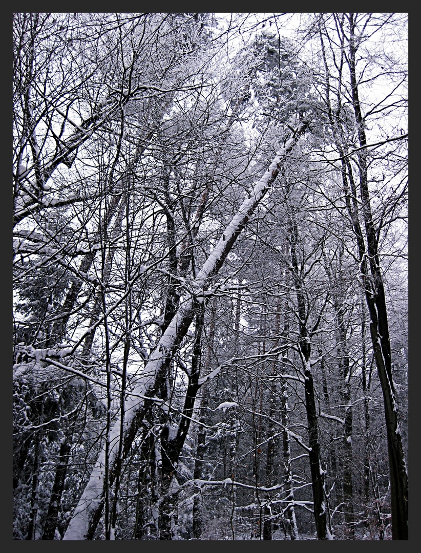 Siberian Winter