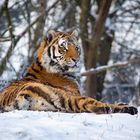 Siberian.tiger.