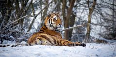 Siberian.tiger.