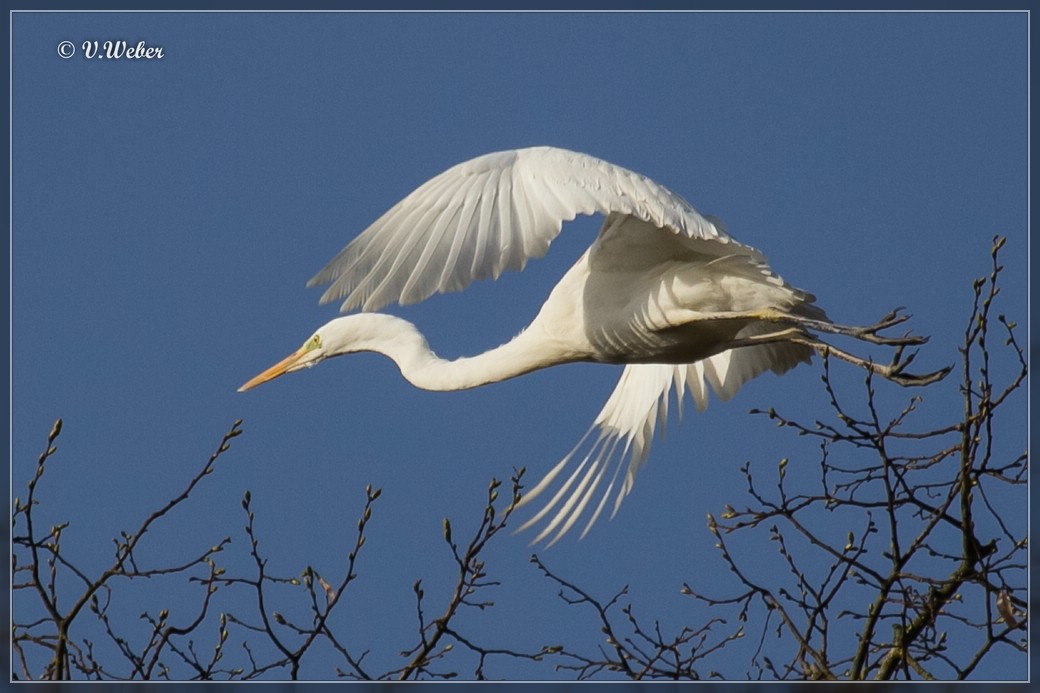 Siberreiher im Abflug