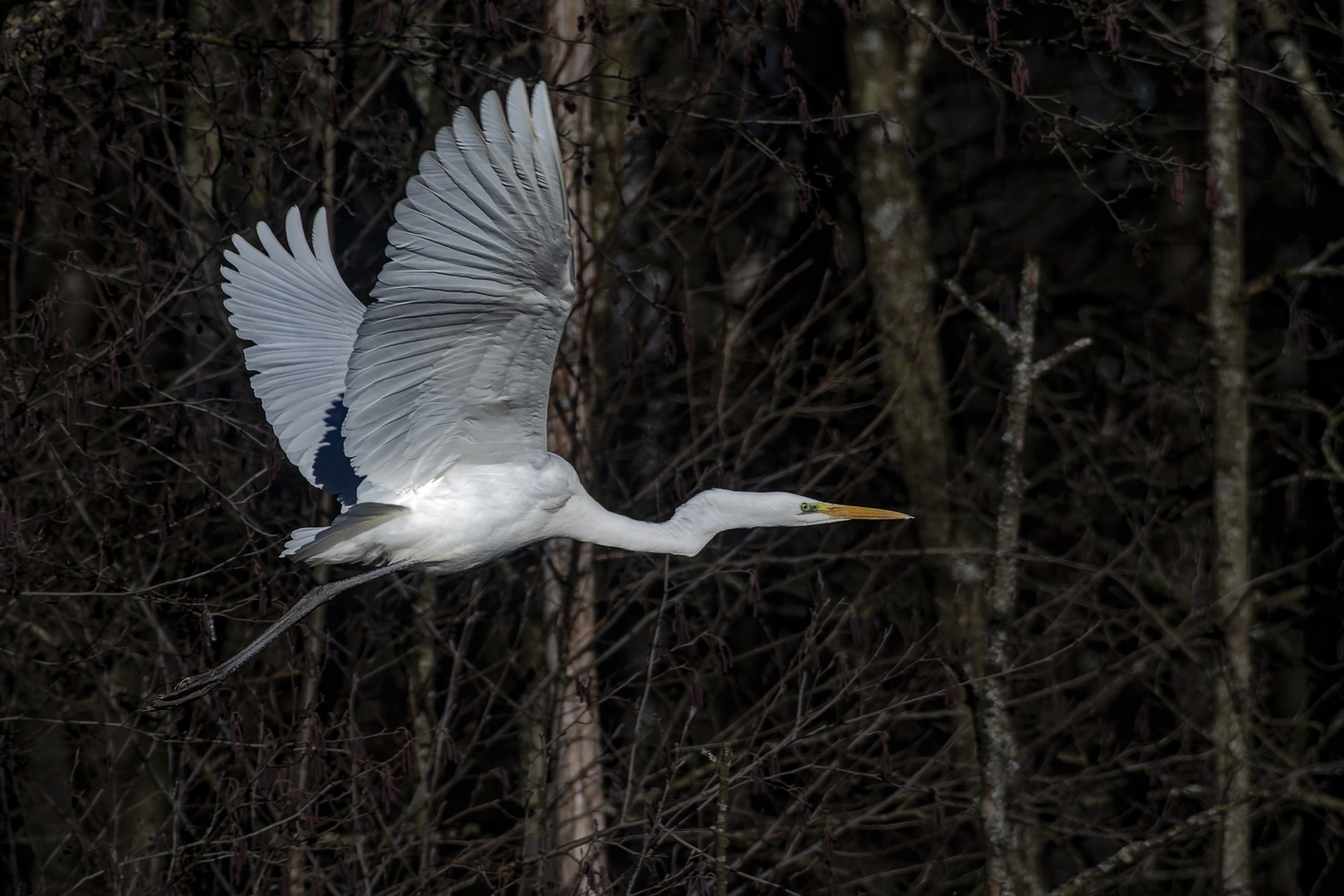 Siberreiher im Flug