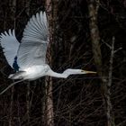 Siberreiher im Flug