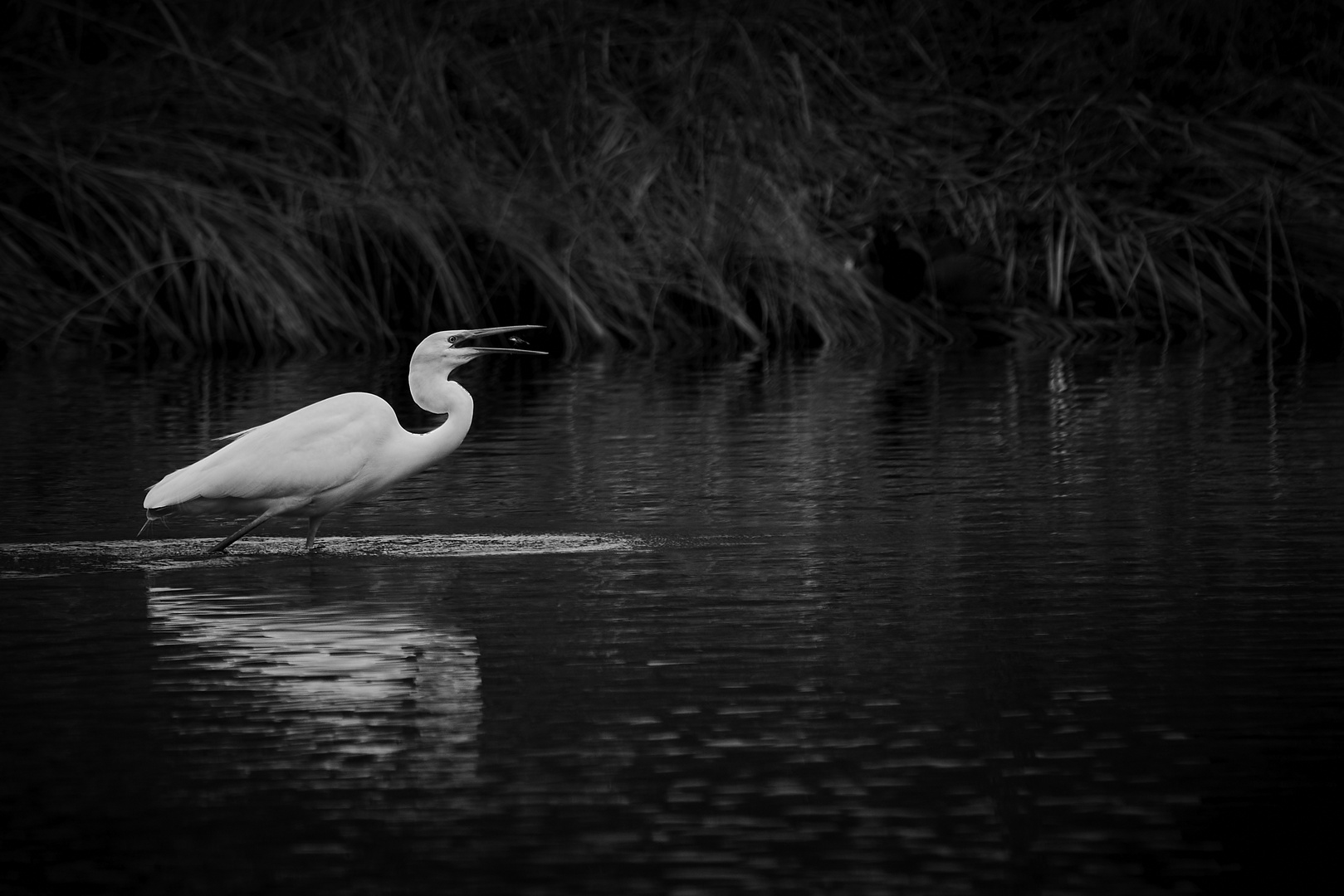 Siberreiher und Stichling