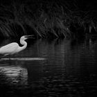 Siberreiher und Stichling