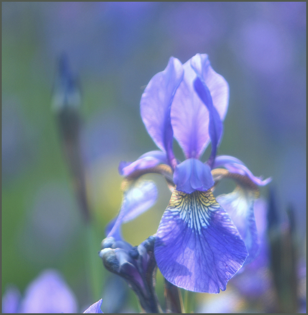 Sibierische Iris, aus der Familie der Schwertlilien