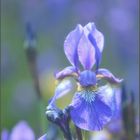 Sibierische Iris, aus der Familie der Schwertlilien