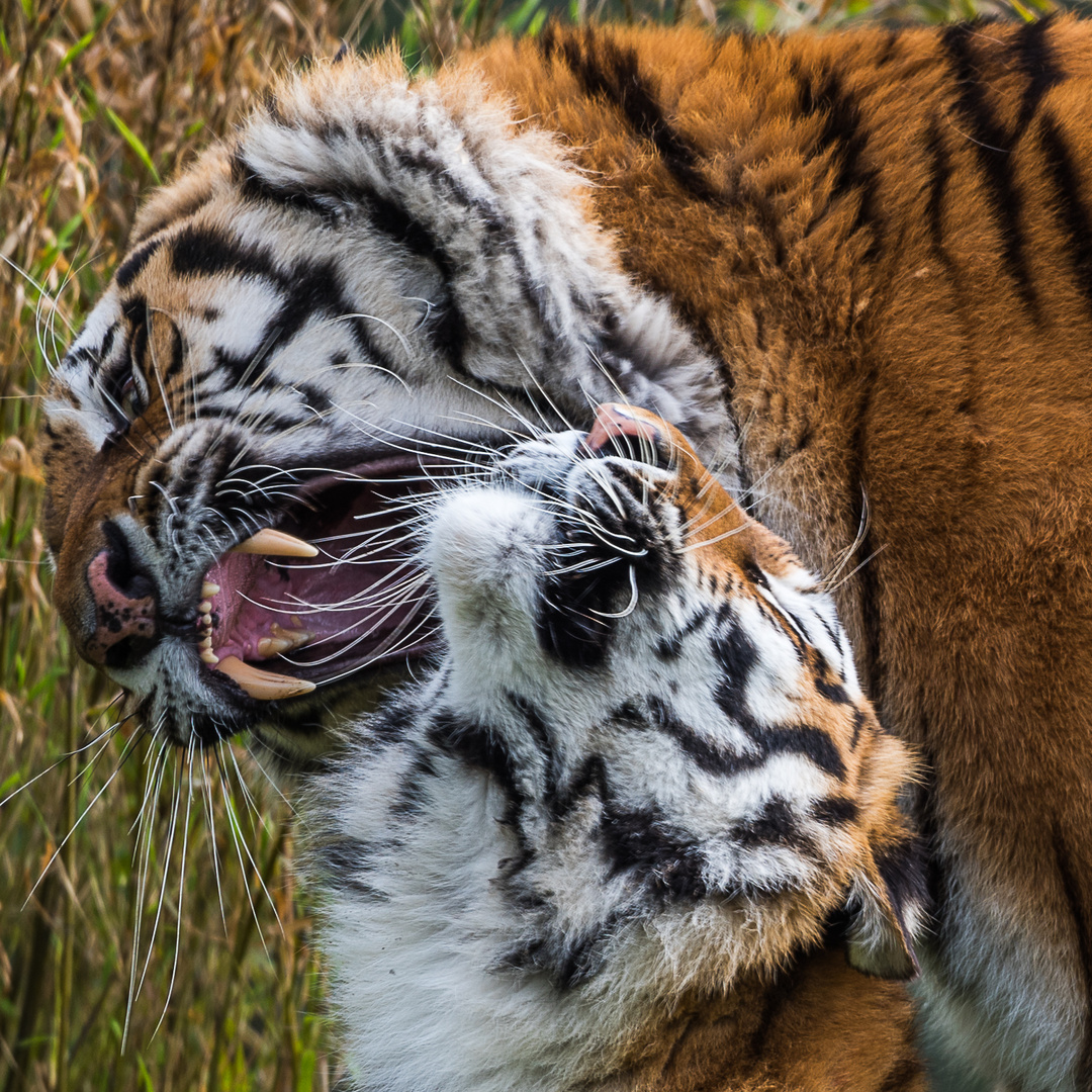 Sibierische Tiger bei der Paarung, Hellabrunn