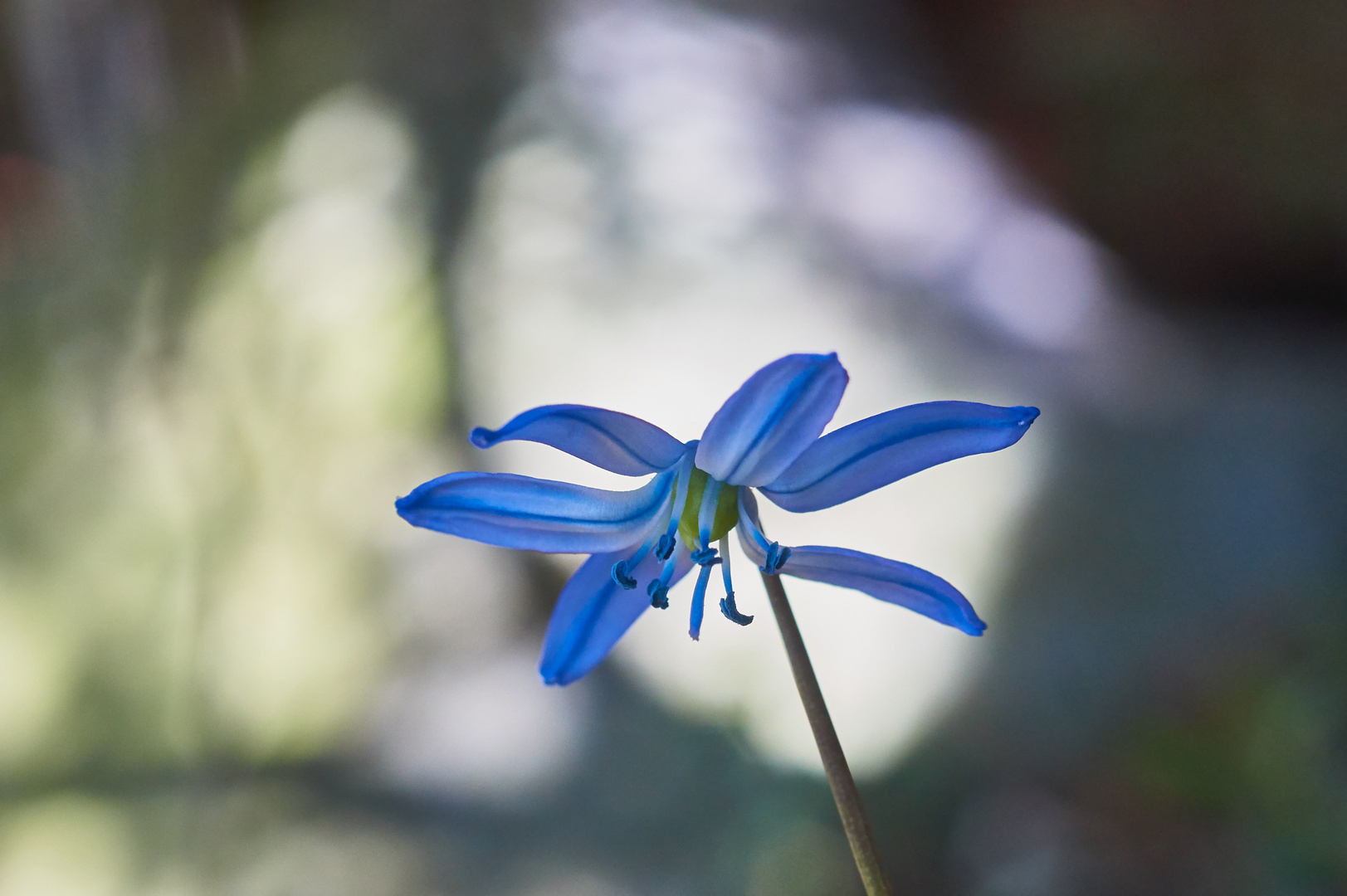 Sibierischer Blaustern