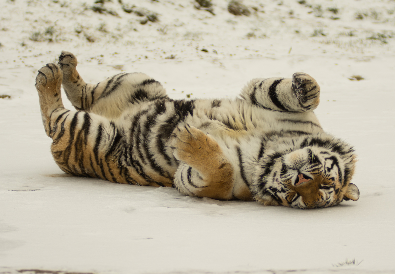 sibierischer Tiger beim Scheebad