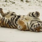 sibierischer Tiger beim Scheebad