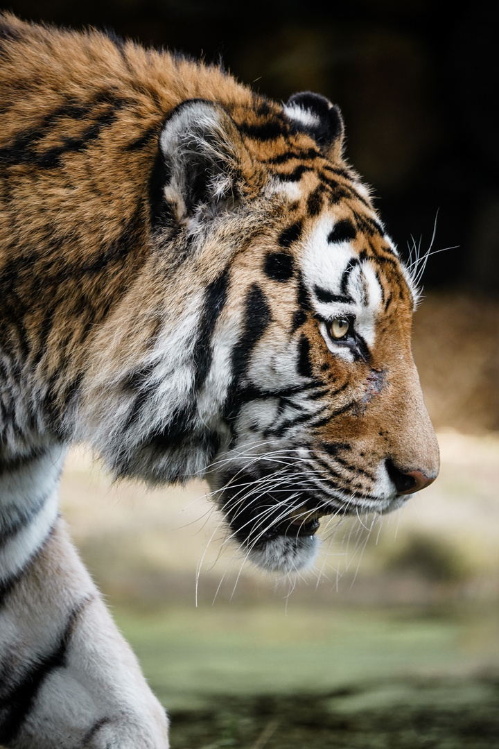 Sibierischer Tiger im Zoo Duisburg