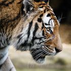 Sibierischer Tiger im Zoo Duisburg